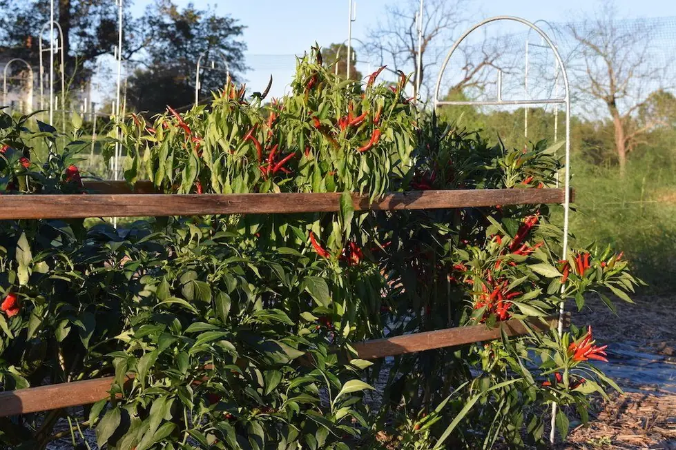 Chilli peppers ripening along a galvanized trellis fence with an arched hoop standing beside the row