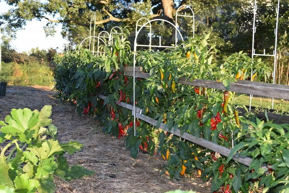 A long farm-scale row of peppers on Trellis Fence Frames with hoops spaced along the line