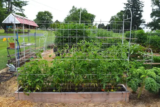Trellis Fence Panels