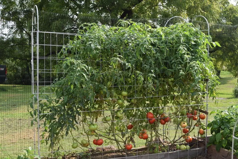 A tomato plant heavy with ripe fruit held upright on a galvanized panel trellis