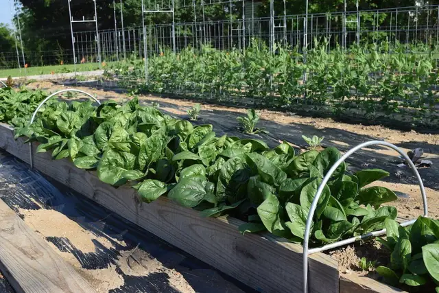 Market-garden scale row cover over hoops with panel trellises standing in the background
