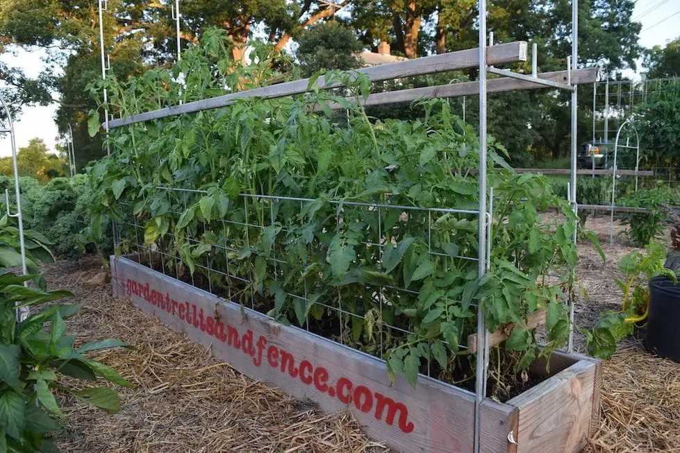 A cedar raised bed painted with gardentrellisandfence.com, filled with tomatoes climbing a galvanized grid panel