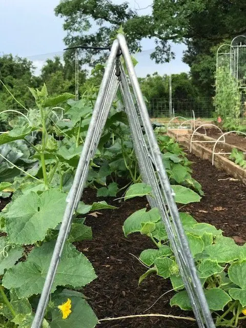 An A-frame trellis configuration standing over a cucumber bed