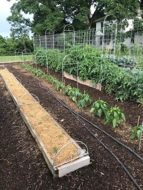 A home garden with several raised beds, hoops and panel trellises, the house visible behind the rows